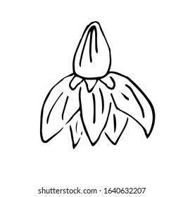 Single hand drawn  flower . Doodle vector illustration. Floristic element for greeting cards, posters, stickers and seasonal design. Isolated on white background