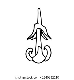 Single hand drawn  flower . Doodle vector illustration. Floristic element for greeting cards, posters, stickers and seasonal design. Isolated on white background