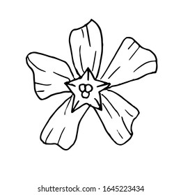 Flor dibujada a mano. Ilustración vectorial de Doodle. Elemento florista para tarjetas de felicitación, carteles, pegatinas y diseño estacional. Aislado sobre fondo blanco