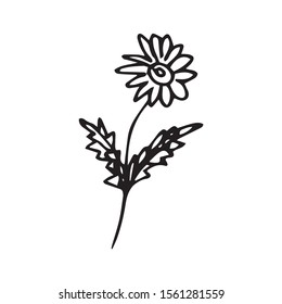 Single hand drawn flower for greeting cards, posters, stickers and seasonal design. Isolated on white background. Doodle vector illustration.