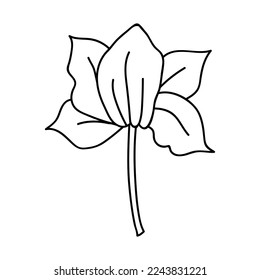 Einhandgezeichneter Blumenkopf. Doodles, Vektorgrafik. Einzeln auf weißem Hintergrund.