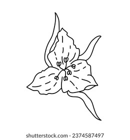 Single hand drawn flower head. Doodles vector illustration. Isolated on a white background.