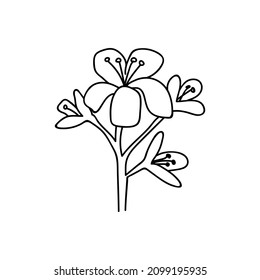 Inflorescencia floral dibujada a mano única. Ilustración vectorial Doodles. Aislado sobre un fondo blanco.