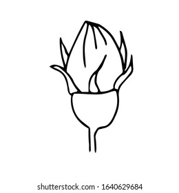 Single hand drawn  flower rose Bud . Doodle vector illustration. Floristic element for greeting cards, posters, stickers and seasonal design. Isolated on white background