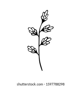 Single hand drawn herbal element on a white isolated background. Doodle, simple outline illustration.