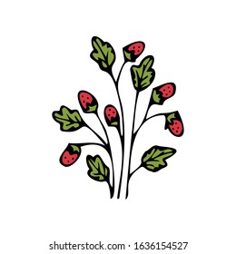Single hand drawn herbal element on a white isolated background. Twigs with strawberries. Doodle, illustration simple outline. It can be used for decoration of textile, paper and other surfaces.