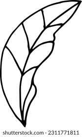 Single hand drawn herbal elements. Doodle vector illustration for, logo and greeting card.
