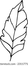 Single hand drawn herbal elements. Doodle vector illustration for, logo and greeting card.