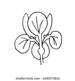 Single Hand Drawn  Iris Flower. Doodle Vector Illustration. Floristic Element For Greeting Cards, Posters, Stickers And Seasonal Design. Isolated On White Background