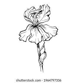 Single hand drawn iris flower isolated on white. Vector doodle illustration.
