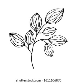 Single hand drawn leaf and branches for summer and spring decoration. Vector Simple green leaf tree elements.  Doodle vector illustration for design, logo, greeting card.