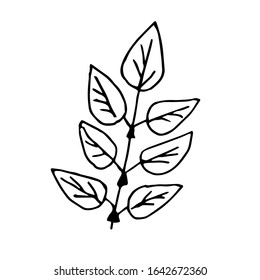 Single hand drawn  leaf . Doodle vector illustration. Floristic element for greeting cards, posters, stickers and seasonal design. Isolated on white background