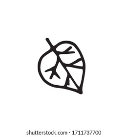 Single hand drawn leaf illustration in doodle style in vector. Leaf decorative element.