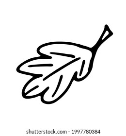 Single hand drawn leaf of plant. In doodle style, black outline isolated on white background. Design cute decorative element for card, poster, social media banner, sticker. Vector illustration.  