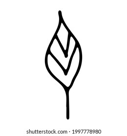 Hoja dibujada a mano de una planta inusual. En estilo doodle, contorno aislado en fondo blanco. Diseñar un adorable elemento decorativo para tarjetas, afiches, banner de medios sociales, pegatinas. Ilustración vectorial.  