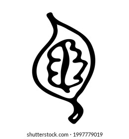 Single hand drawn leaf of unusual plant. In doodle style, outline isolated on white background. Design cute decorative element for card, poster, social media banner, sticker. Vector illustration.  