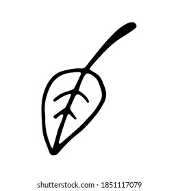 Single hand drawn leaf for winter and autumn decoration. Doodle vector illustration. Isolated on white background