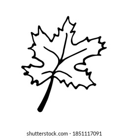 Hojas dibujadas a mano para el invierno y la decoración de otoño. Ilustración del vector Doodle. Aislado sobre fondo blanco