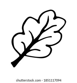 Single hand drawn leaf for winter and autumn decoration. Doodle vector illustration. Isolated on white background