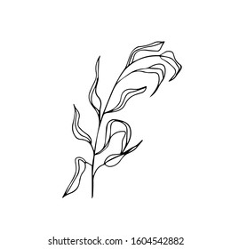Single hand drawn leaves on the white background. Contour vector illustration Isolated. Modern Design Botanical element for invitations, wedding greeting cards, announcements. Herbs. Outline art