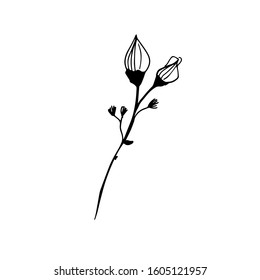 Single hand drawn leaves on the white  background. Doodle vector illustration Isolated . Modern  Design Botanical element for invitations, wedding greeting cards, announcements. Herbs. Outline art