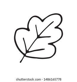 Single hand drawn leaves for winter and autumn decoration. Doodle vector illustration. Isolated on white background
