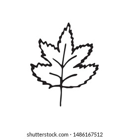 Single hand drawn leaves for winter and autumn decoration. Doodle vector illustration. Isolated on white background