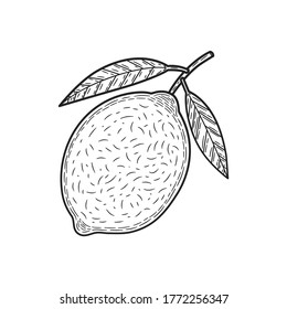 Einzelhandgezeichnete Zitrone für Menü oder Rezept. Doodle, Vektorgrafik. Frisch und lecker.