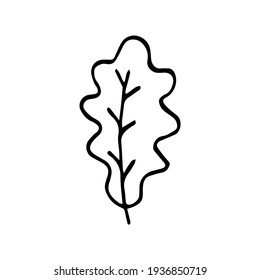 Single hand drawn oak leaf . Doodle vector illustration isolated on white background