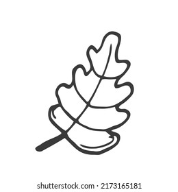 Single hand drawn oak leaf . Doodle vector illustration isolated on white background