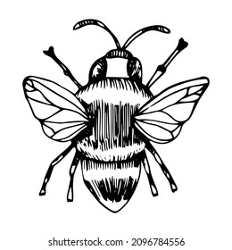 Single hand drawn outlined bee icon. Vector illustration of black color, isolated on white background. Design element for logo, print, coloring book, packaging etc.