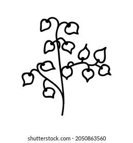 Single hand drawn physalis. Holidays doodles vector illustration. Isolated on a white background.