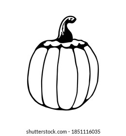 Single hand drawn pumpkin for greeting cards, posters, recipe, culinary design. Isolated on white background. Doodle vector illustration.