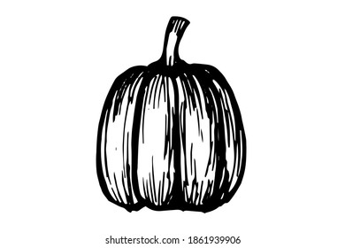 Einzelhandgezeichneter Kürbis für Grußkarten, Poster, Rezepte, kulinarisches Design. Einzeln auf weißem Hintergrund. Ein gezeichnetes Vektorelement. Schwarz-Weiß-Grafik