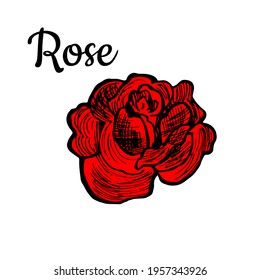 Single hand drawn rose flower. Doodle vector illustration with thypography. Isolated on white background. Icon vector illustration design template