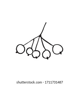 Single hand drawn rowan tree berries illustration in doodle style in vector. Rowan berry.