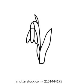 Single hand drawn snowdrop. Doodles vector illustration. Isolated on a white background.