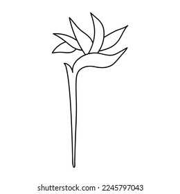 Single hand drawn strelitzia. Doodle vector illustration. Isolated on a white background.