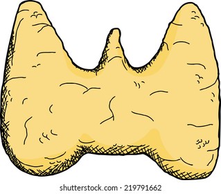 Single hand drawn thyroid gland over white background