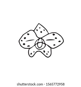 Single hand drawn tropic flower for greeting cards, posters, stickers and seasonal design. Isolated on white background. Doodle vector illustration.