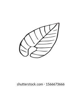 Single hand drawn tropic leaf for greeting cards, posters, stickers and seasonal design. Isolated on white background. Doodle vector illustration.