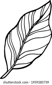 Single hand drawn tropical leaf of banana. In doodle style, black outline isolated on a white background. Design cute element for card, poster, social media banner, sticker. Vector illustration.