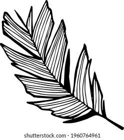 Single hand drawn tropical leaf of palm. In doodle style, black outline isolated on a white background. Design cute element for card, poster, social media banner, sticker. Vector illustration.