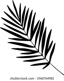 Single hand drawn tropical leaf of palm. In doodle style, black outline isolated on a white background. Design cute element for card, poster, social media banner, sticker. Vector illustration.
