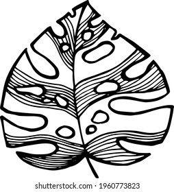 Single hand drawn tropical leaf of monstera. In doodle style, black outline isolated on a white background. Design cute element for card, poster, social media banner, sticker. Vector illustration.