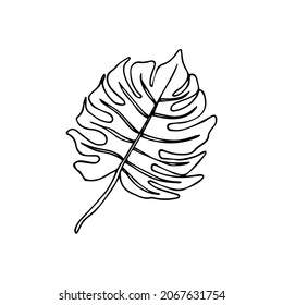 Single hand drawn tropical leaf of monstera. In doodle style, black outline isolated on a white background. Design cute element for card, poster, social media banner, sticker. Vector illustration.