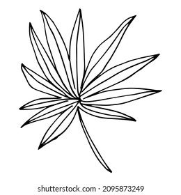 Single hand drawn tropical leaf of palm. In doodle style, black outline isolated on a white background. Design cute element for card, poster, social media banner, sticker. Vector illustration.
