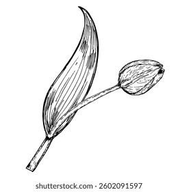Single hand drawn tulip bud with a long curved leaf, ink illustration in black and white. Suitable for gardening themes, botanical books, flower market visuals, seasonal prints, and eco-friendly