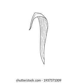 Single hand drawn tulip leaf. In doodle style, black outline isolated on a white background. Cute element for card, poster, social media banner, sticker. Vector illustration.
