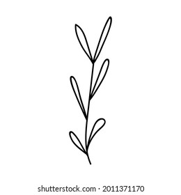 Single hand drawn twig. Doodle vector illustration. Isolate on a white background.